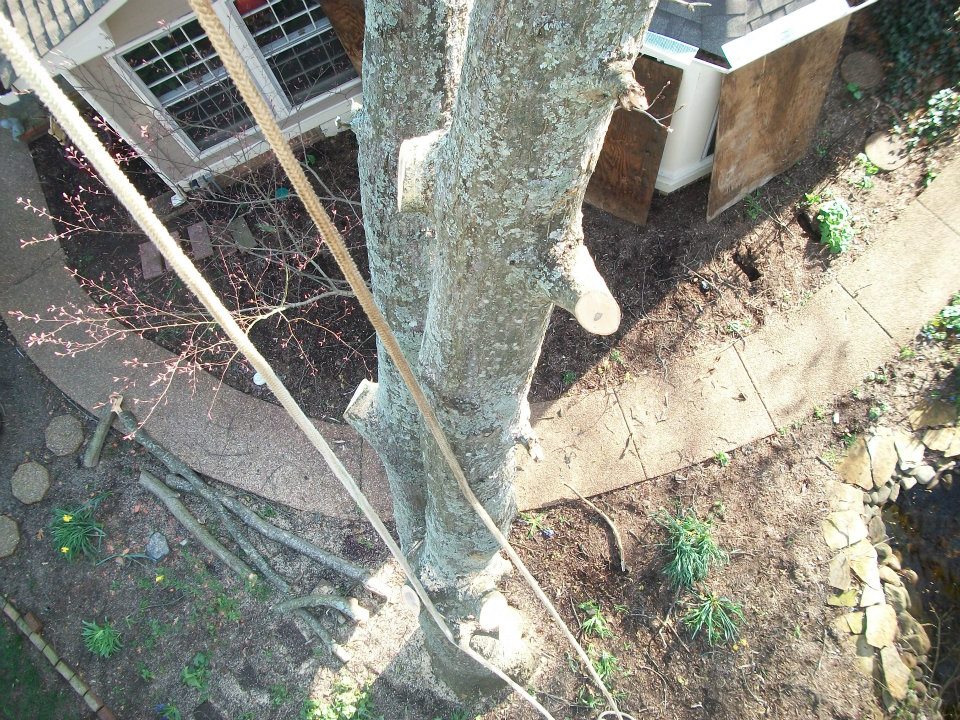 tree trimming